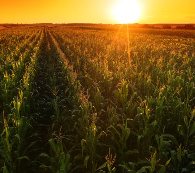 Beautiful corn field in sunset, drone footage aerial shot of green crops plantation